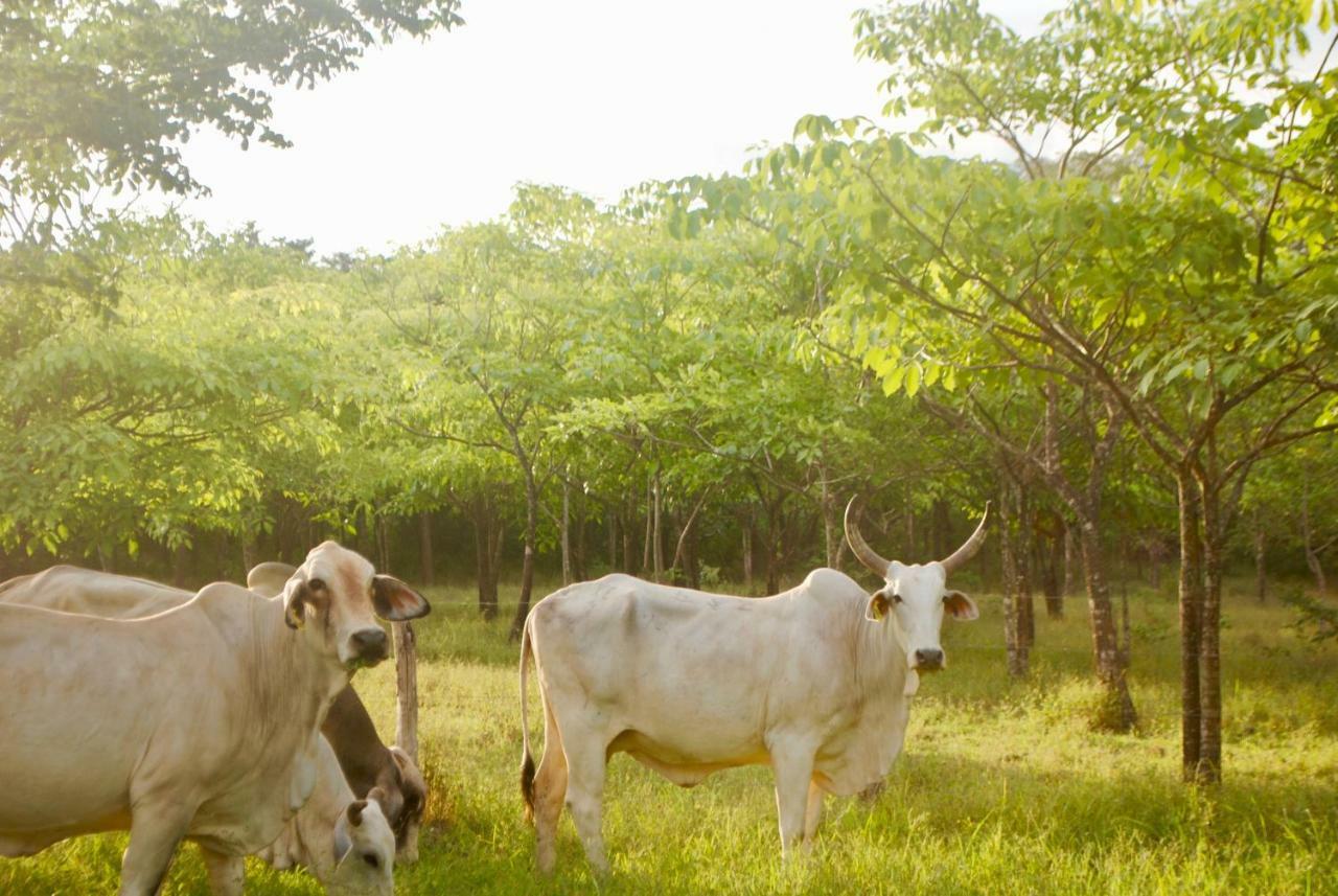 Diria 3* Santa Cruz (Guanacaste)